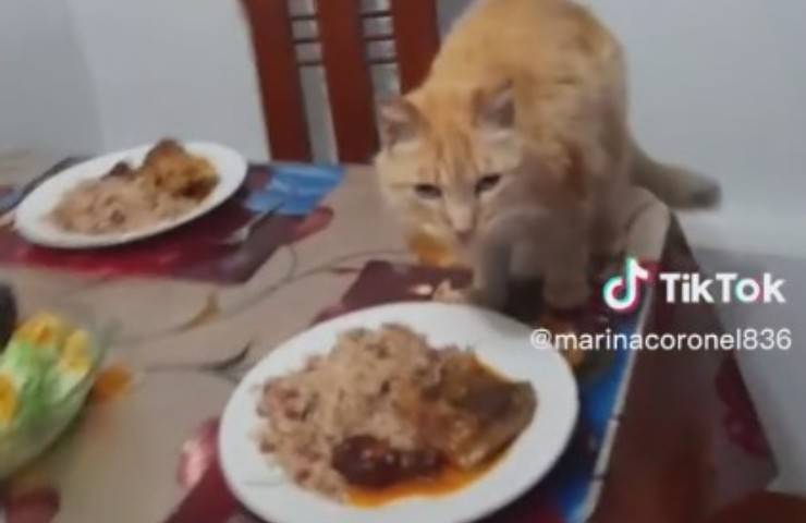 gatto mangia a tavola