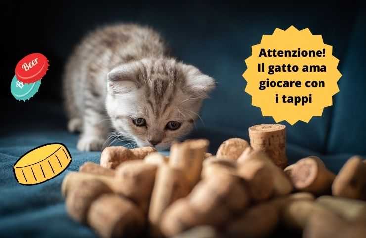 Gatto annusa i tappi