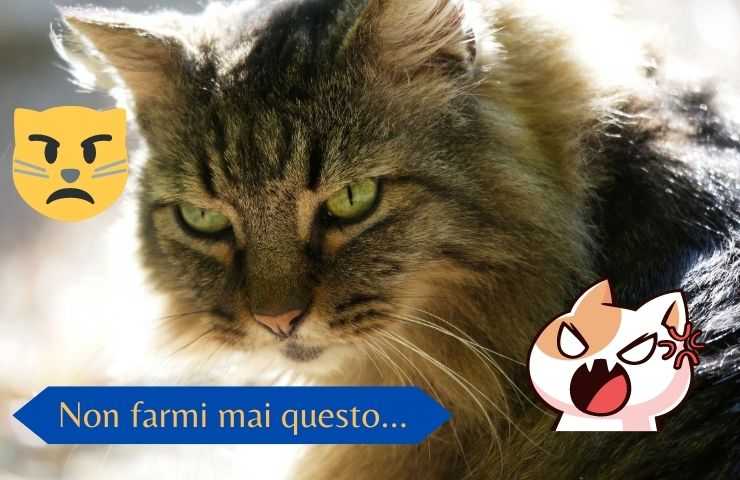 Gatto arrabbiato 