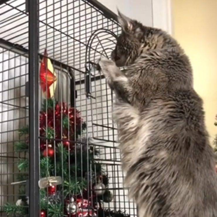gattino reagisce albero ingabbiato