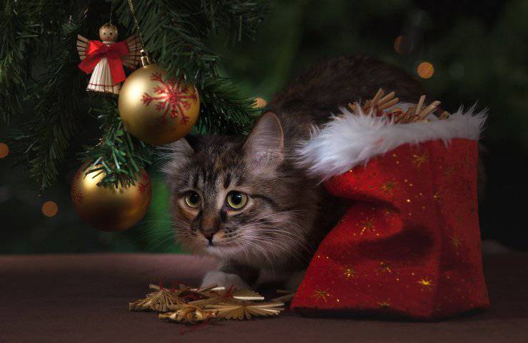 animali domestici festività natalizie