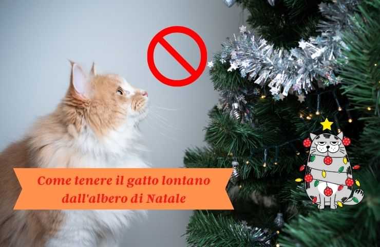 Gatto guarda albero di Natale