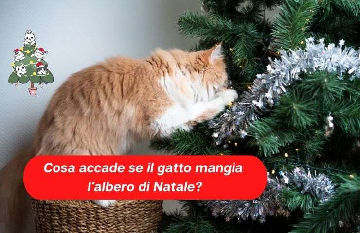 Gatto mangia l'albero di Natale