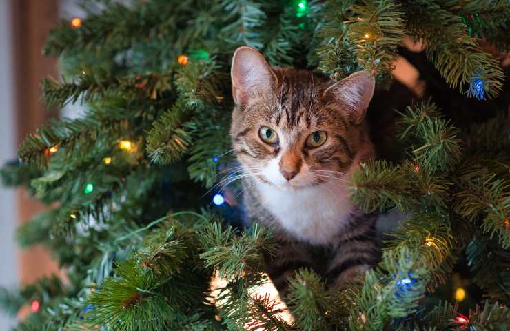 Gatto nell'albero di Natale 