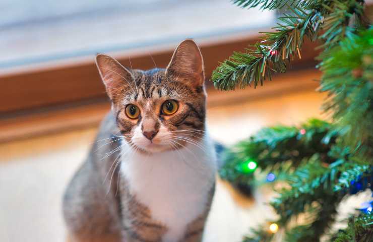 Gatto nelle vicinanze dell'albero di Natale