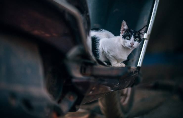 auto gatto randagio investito scappa