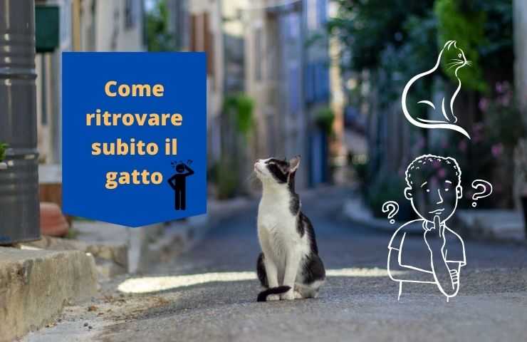 Gatto esce di casa