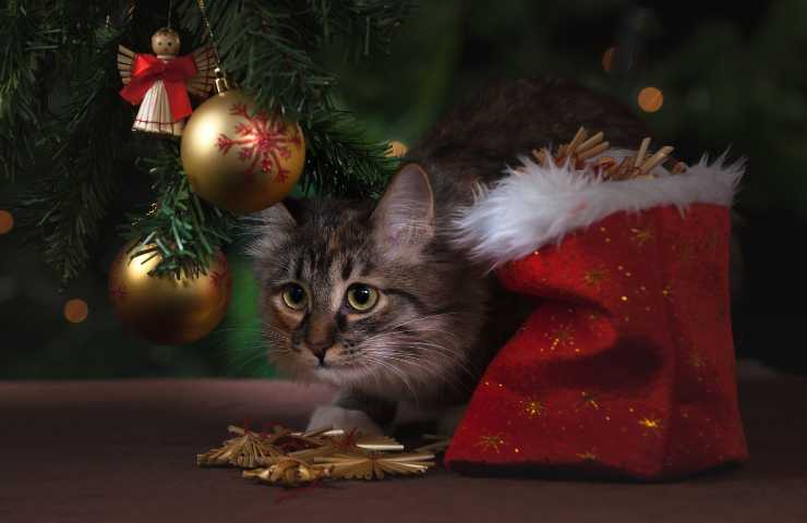 Gatto sotto l'albero di Natale