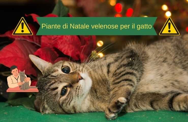 Gatto sta male