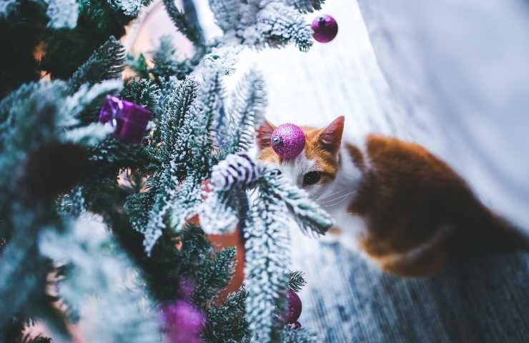 Gatto vicino all'albero di Natale