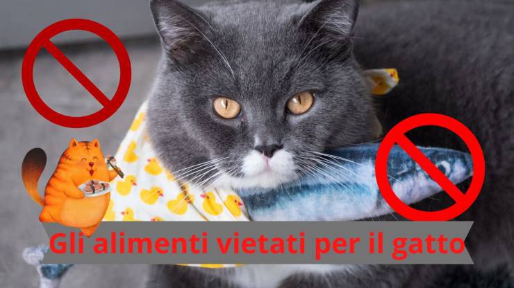 Cosa non deve mangiare il gatto