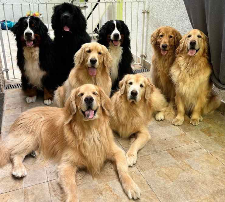 famiglia otto cani
