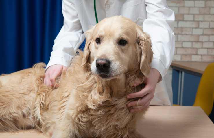 Golden Retriever malato