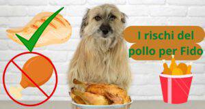 Dare pollo al cane rischi