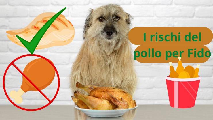 I rischi del pollo per il cane