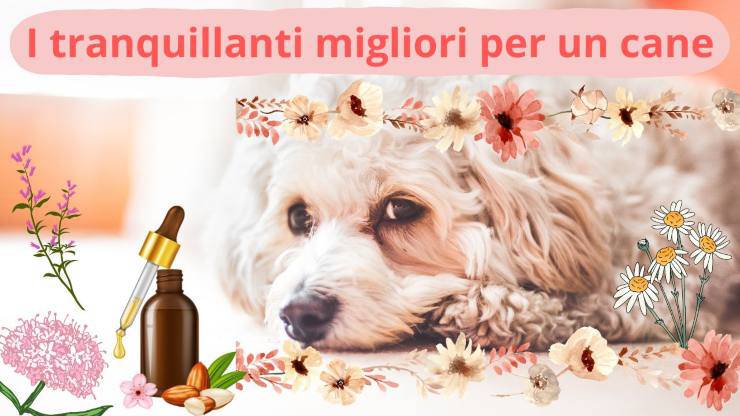 Come calmare un cane