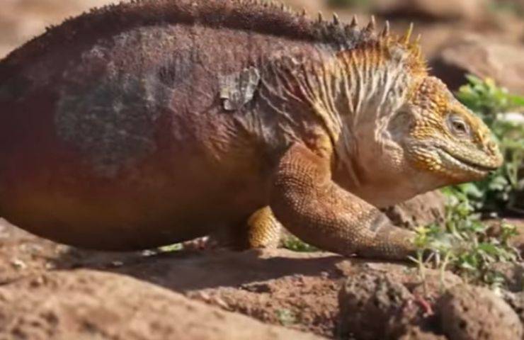 iguana piccoli rosa Galapagos