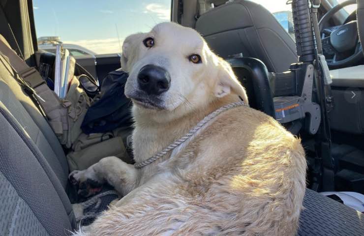cane bosco bloccato cancello