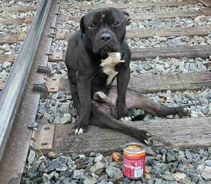 cane paralizzato treno