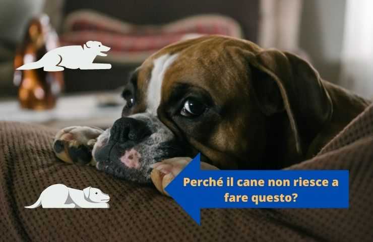 Il cane prova dolore quando si stende