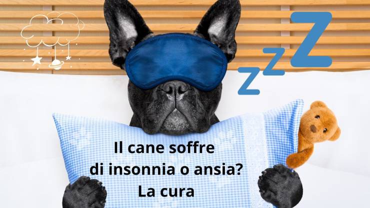 Il cane non dorme per ansia e stress