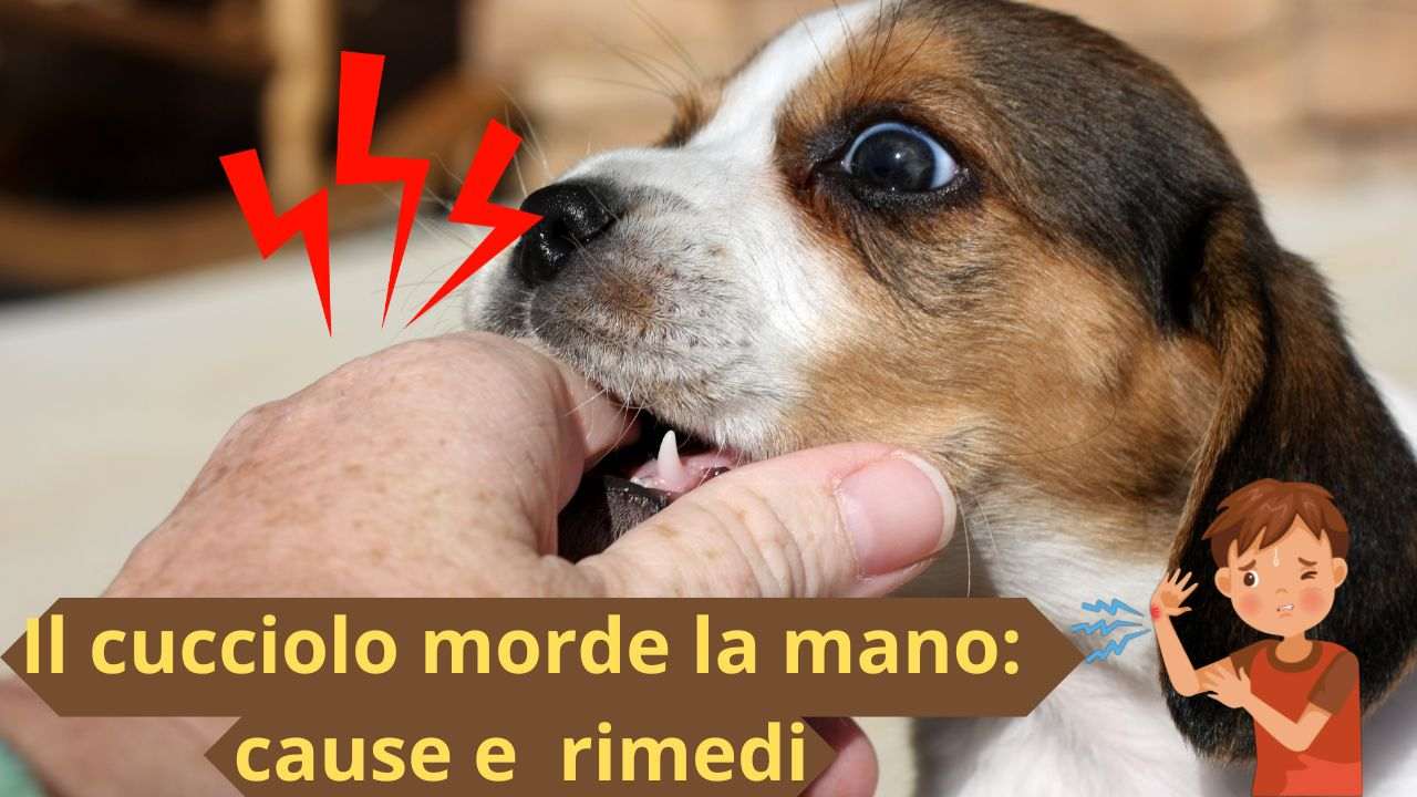 Il cucciolo ha questa cattiva abitudine? Perché lo fa e come risolvere