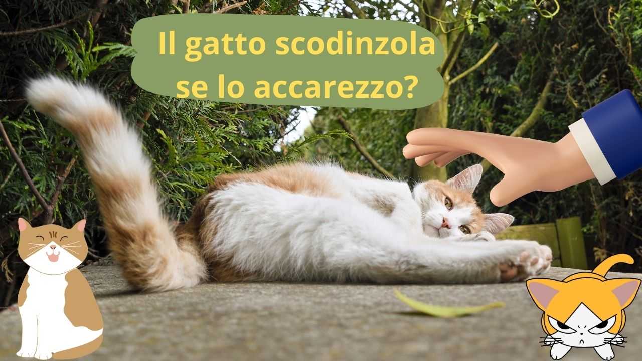 Il Mio Gatto Scodinzola Quando Lo Accarezzo