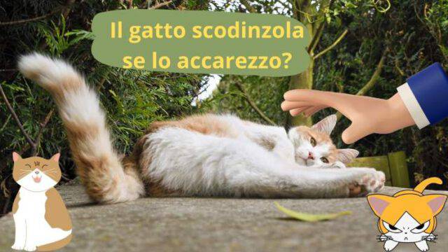 Non solo cani, anche i gatti scodinzolano: ma che vuol dire?