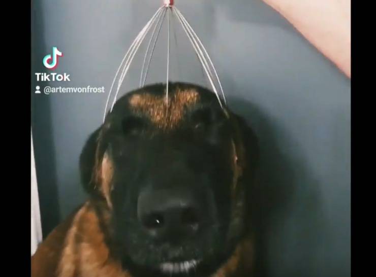 reazione cane massaggio