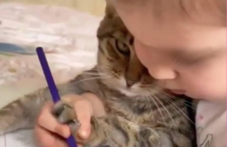 gatto bimba insegna disegnare