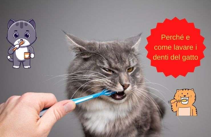Perché lavare i denti del gatto