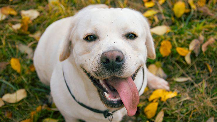 Labrador Retriever