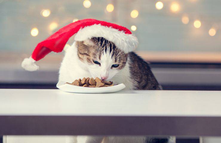 Capodanno: le pietanze per il felino