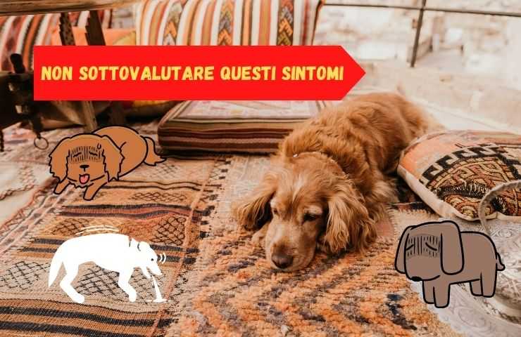 Cane non sta bene