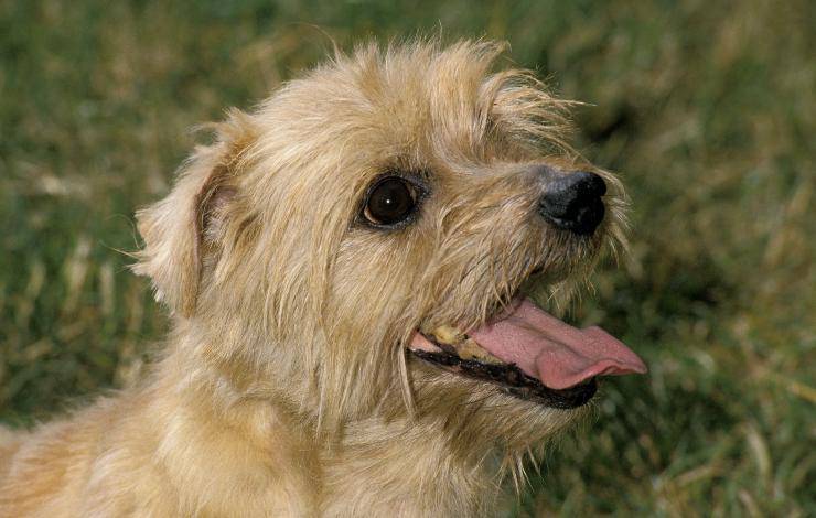 Norfolk terrier