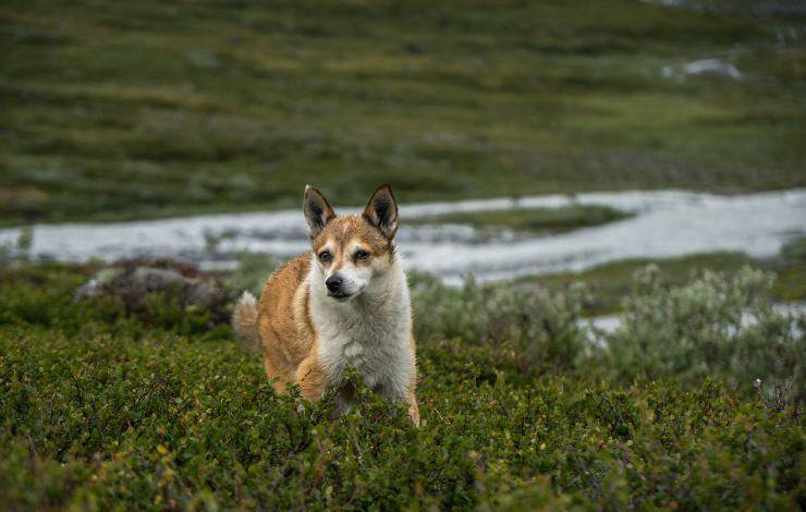 norsk lundehund