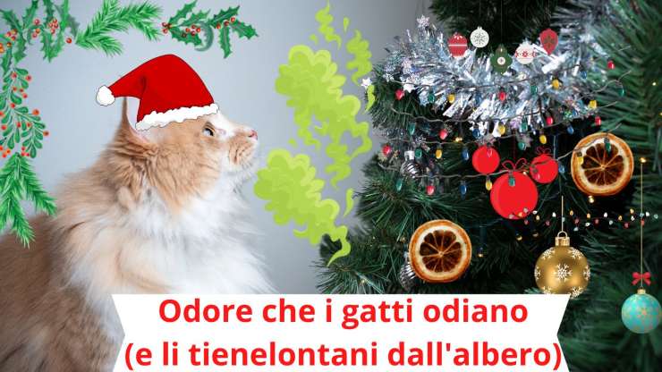 Odore sull'albero di Natale