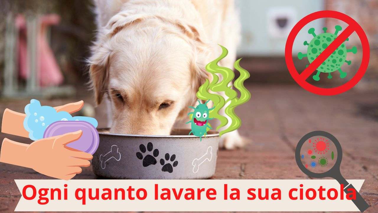 Leopacat Colapasta,Scolapasta Acciaio Inox Colini Cucina Gocciolatoio Setaccio Microforato per Lavare Verdure, Frutta, Insalate e Pasta Drenaggio Veloce Lavabile In Lavastoviglie Diametro 28cm