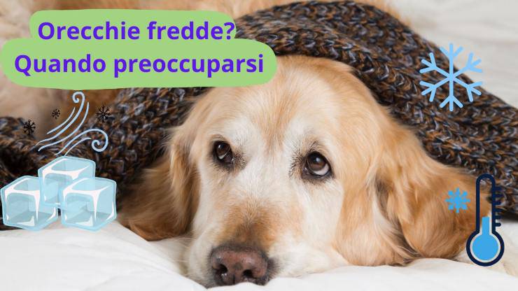 Cane ha freddo