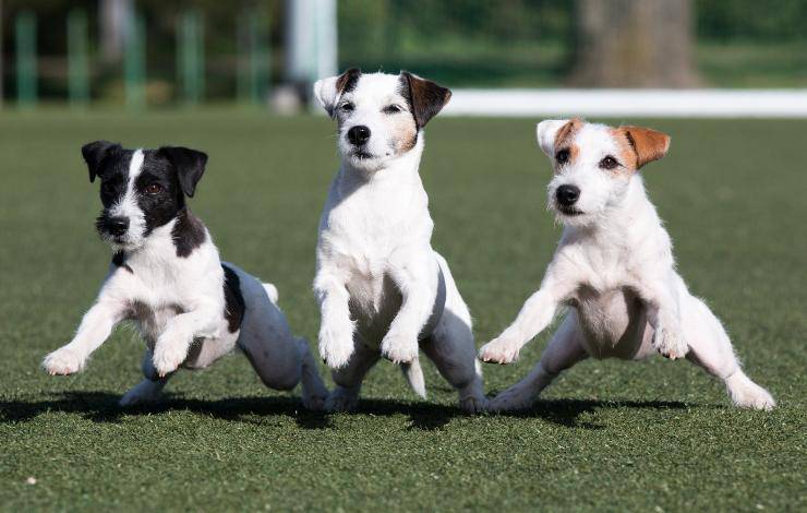 Parson Russell Terrier.