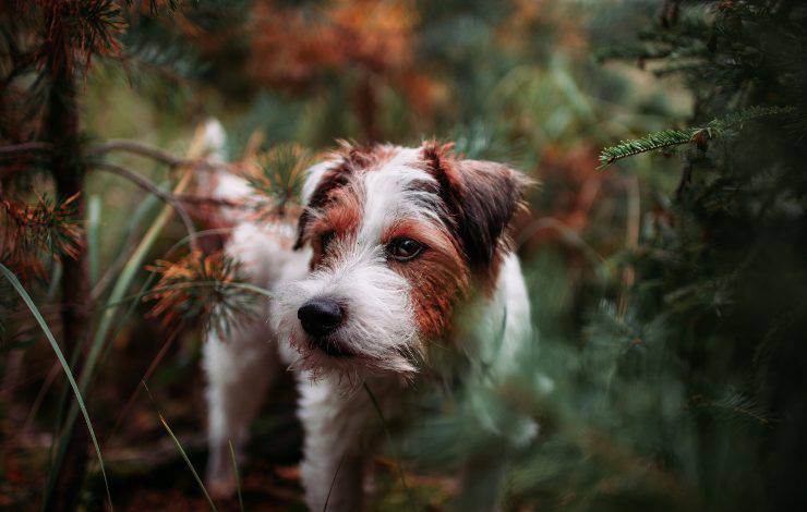 Parson Russell Terrier