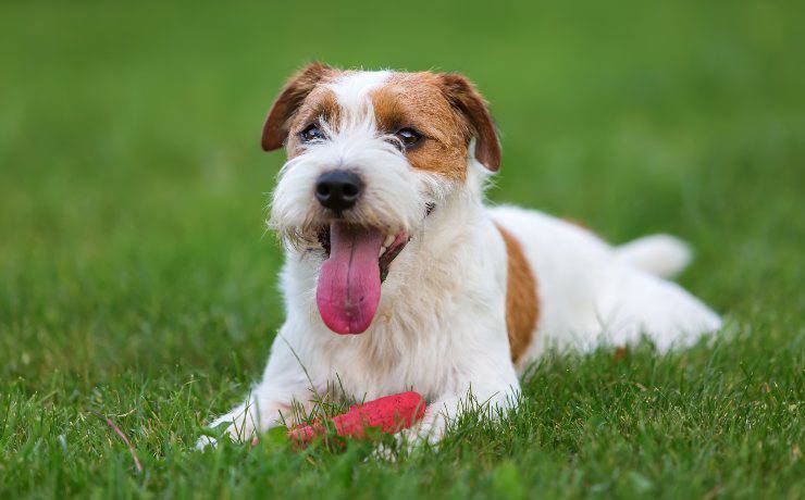 Parson Russell Terrier