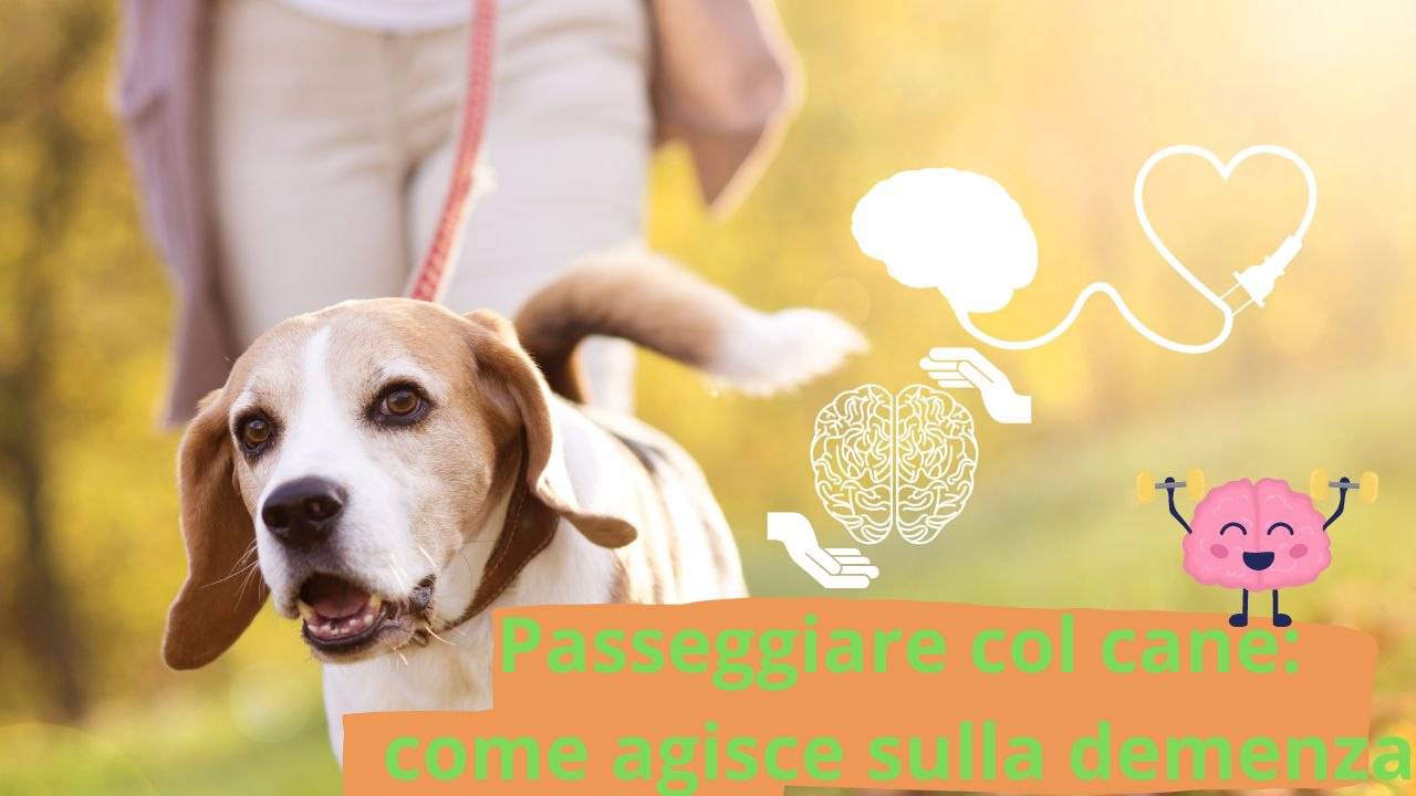 Puoi ridurre il rischio di demenza grazie al tuo cane fa bene a entrambi