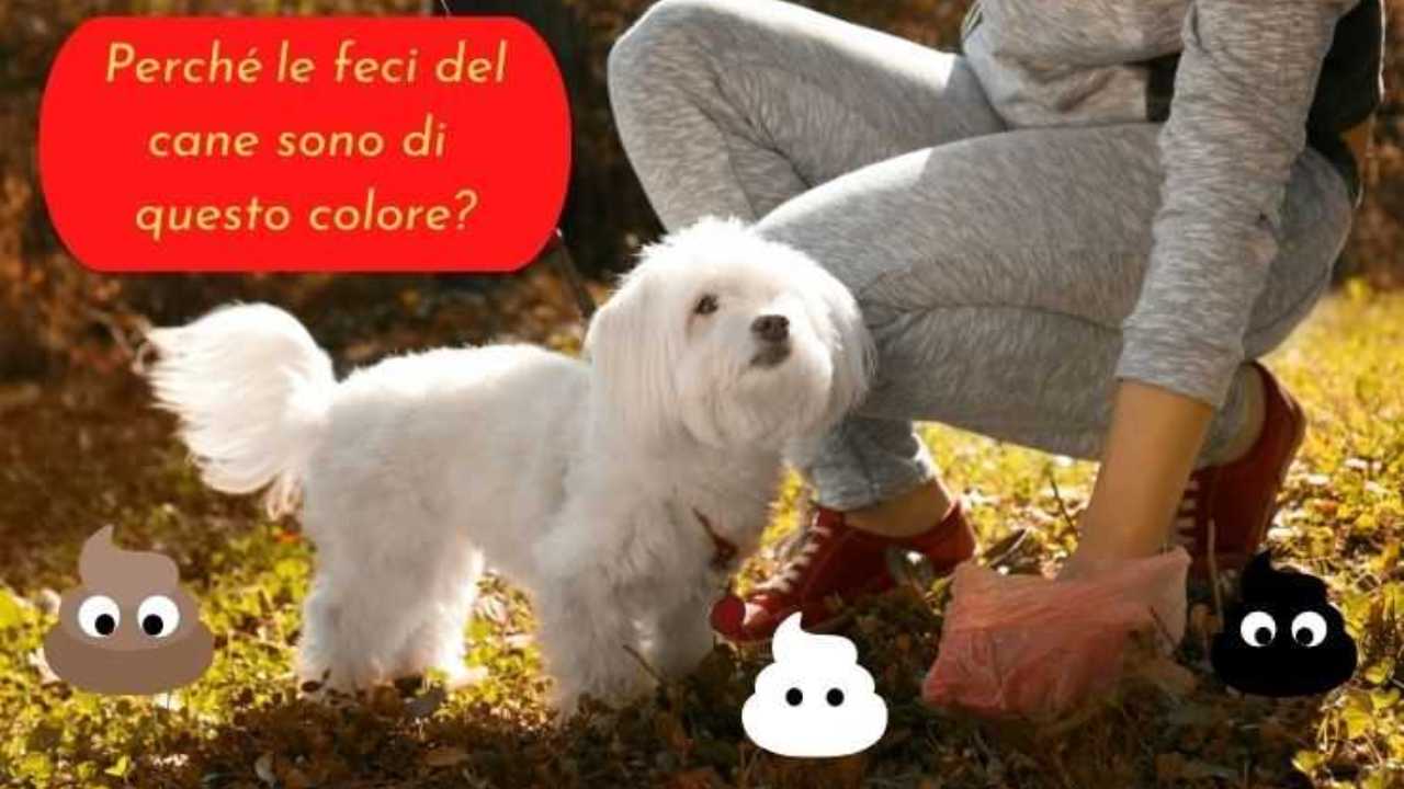 Cane fa la cacca di questo strano colore il motivo c'è e bisogna conoscerlo