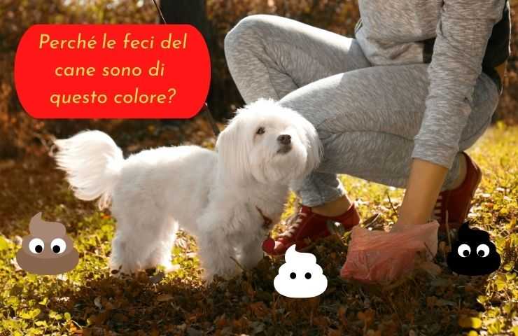 Cane fa la cacca bianca