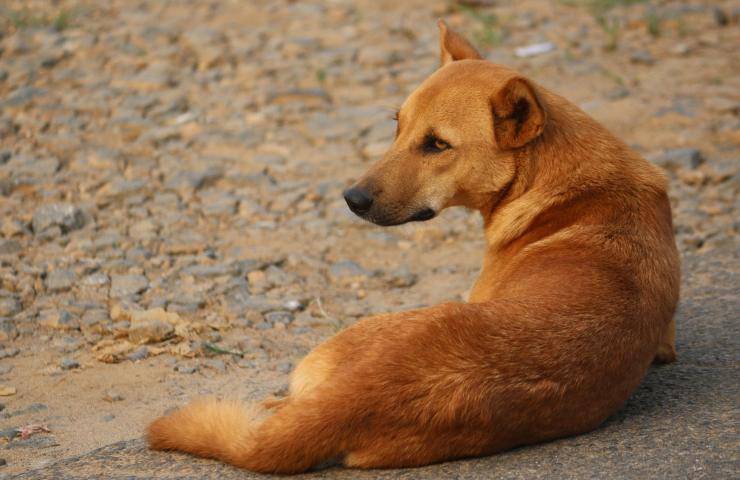 cani esseri senzienti petizione