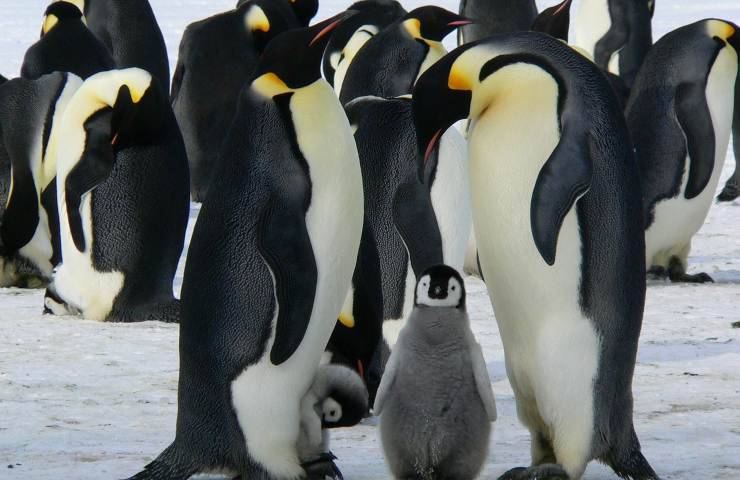 pinguino imperatore legge protetti
