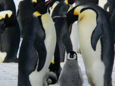 pinguino imperatore specie protette