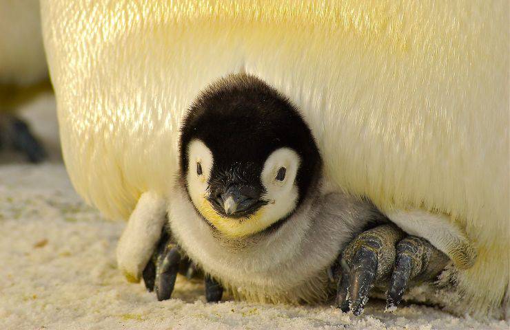 pinguino imperatore legge estinzione