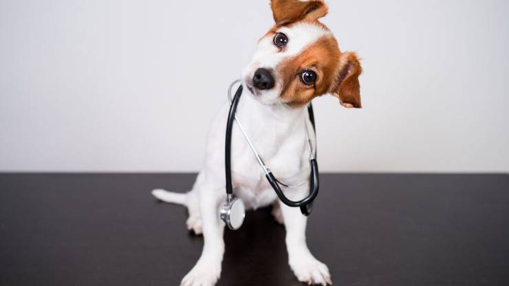 Cane dal veterinario